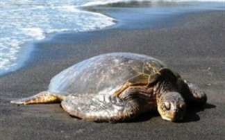 caretta-caretta