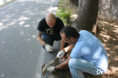 troxaio-me-thuma-vidra-sthn-kastoria